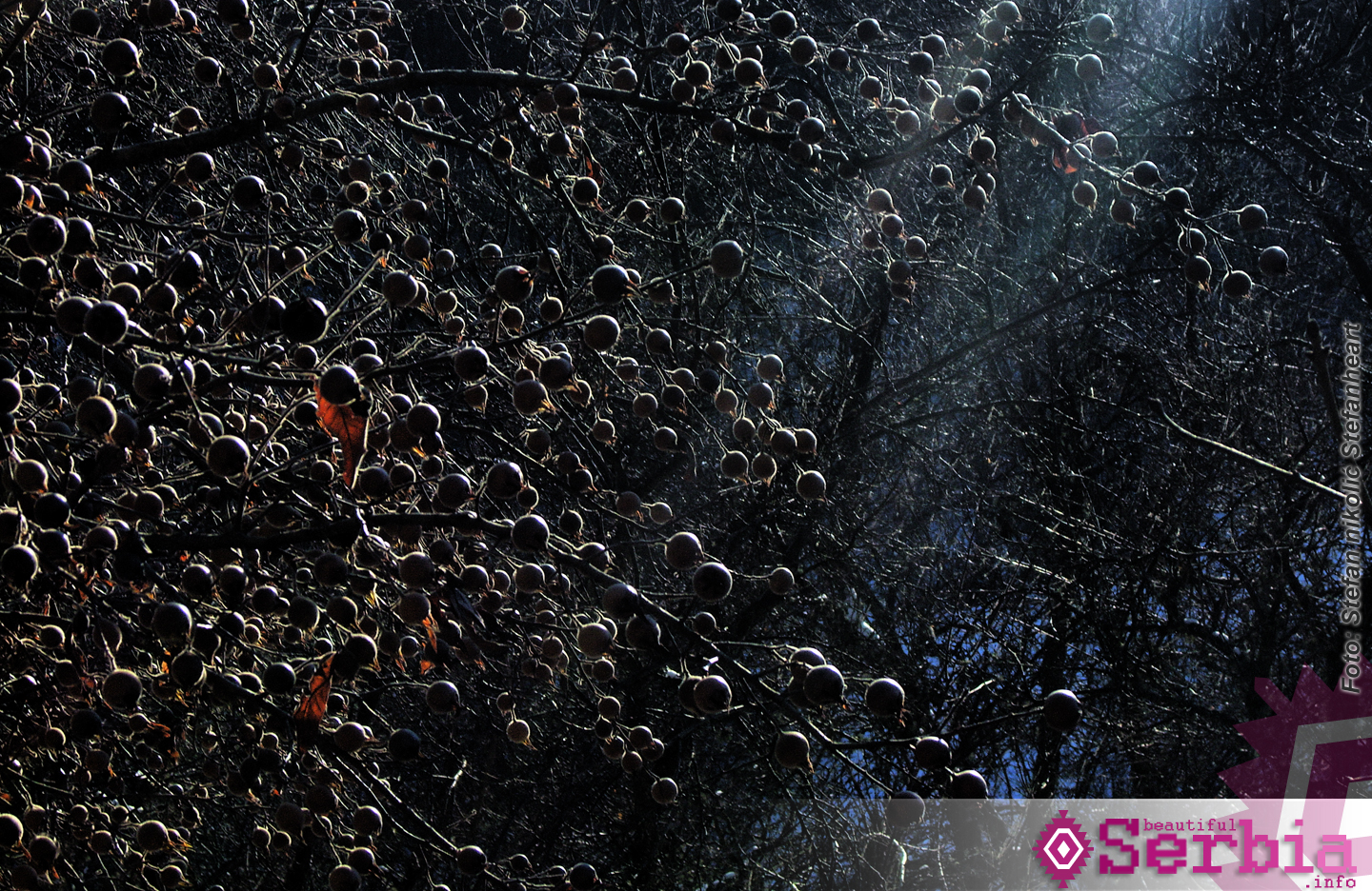 oskoruse zimi Južna Srbija by Stefan Nikolić