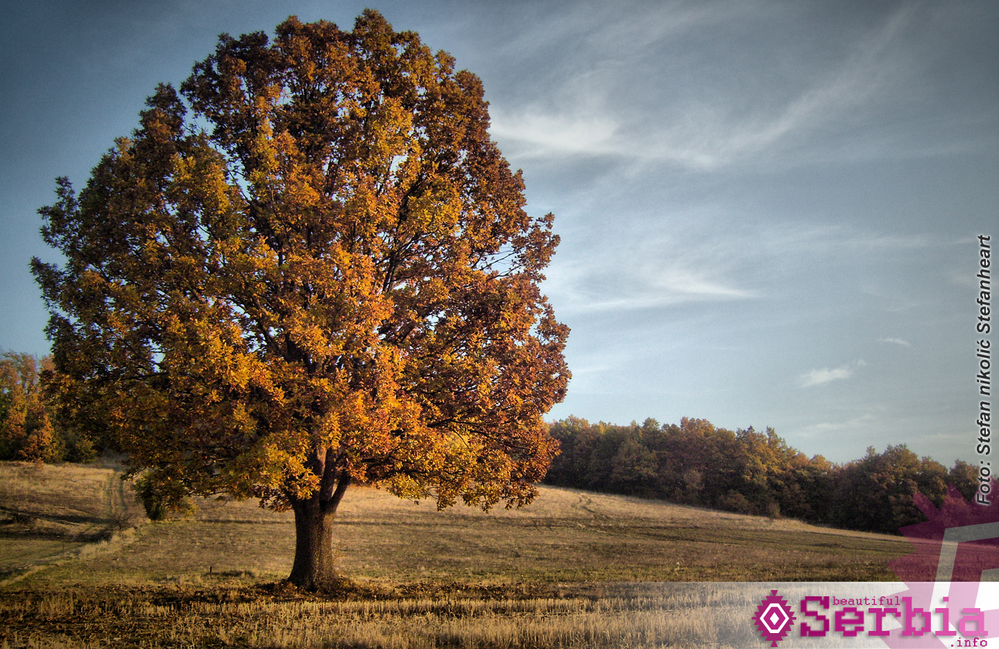 stari hrast kod kursumlije Južna Srbija by Stefan Nikolić
