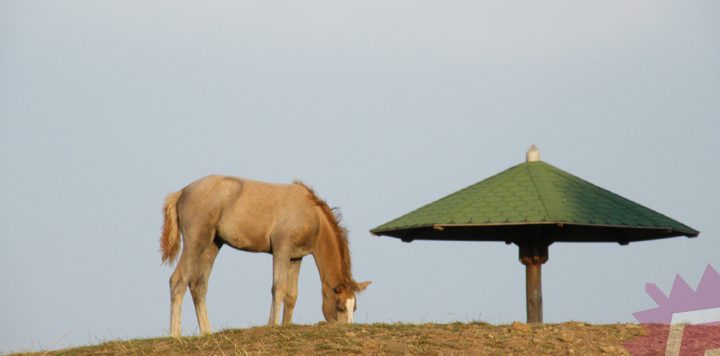 Zlatibor